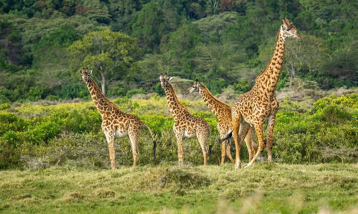 Kerst Retraite wandelsafari Ngorongoro - tanzania retreats .