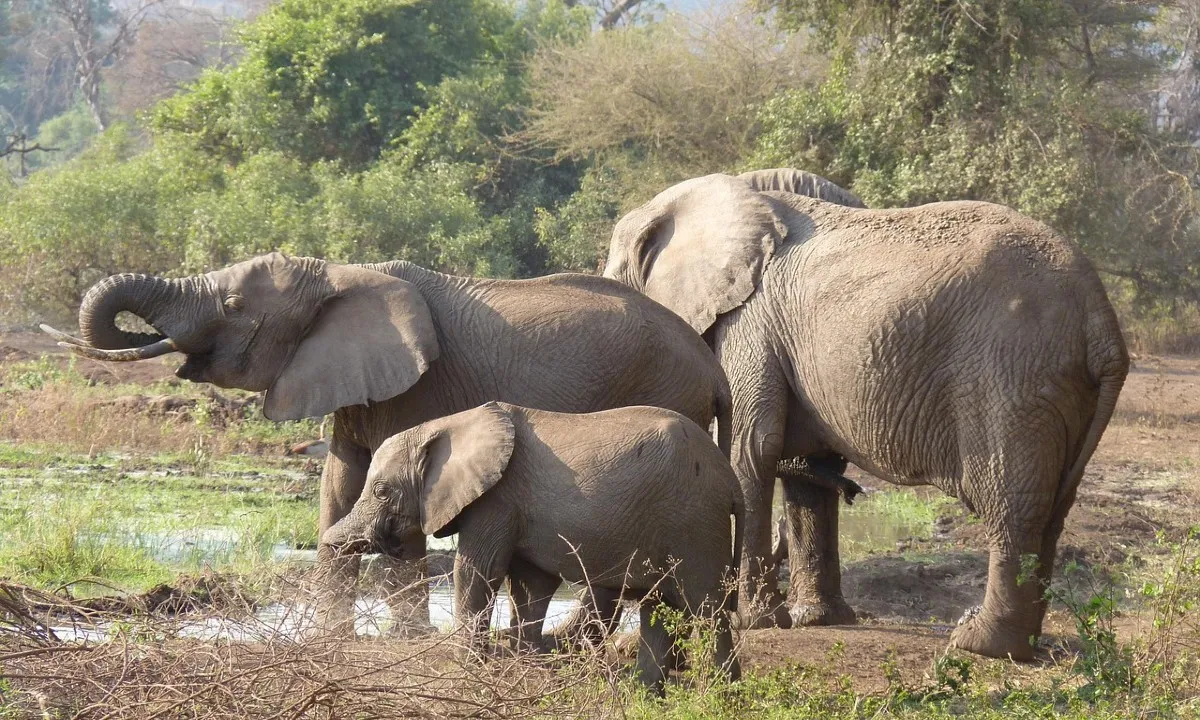 Volg je Hart retraite met Safari door berg en kust - retraite safari.