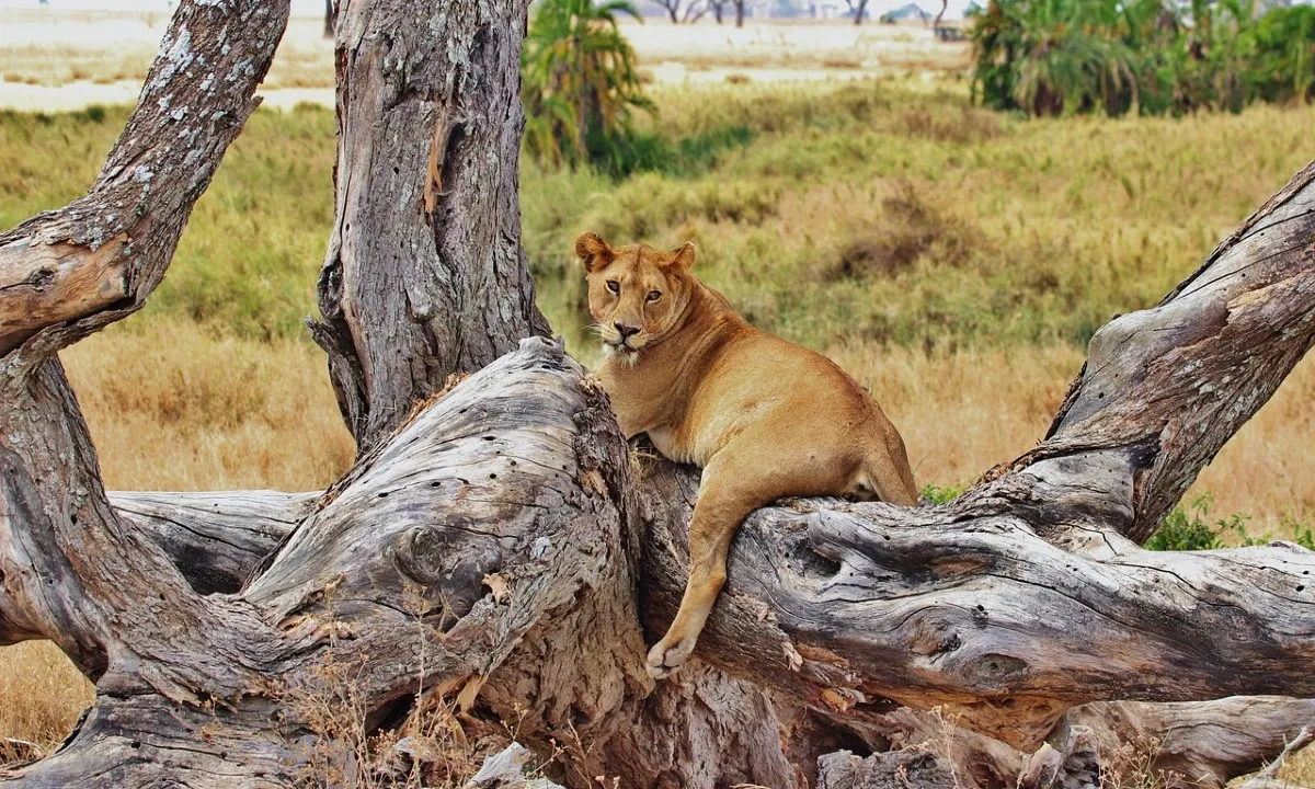 Volg je Hart retraite met Safari door berg en kust - safari reizen.