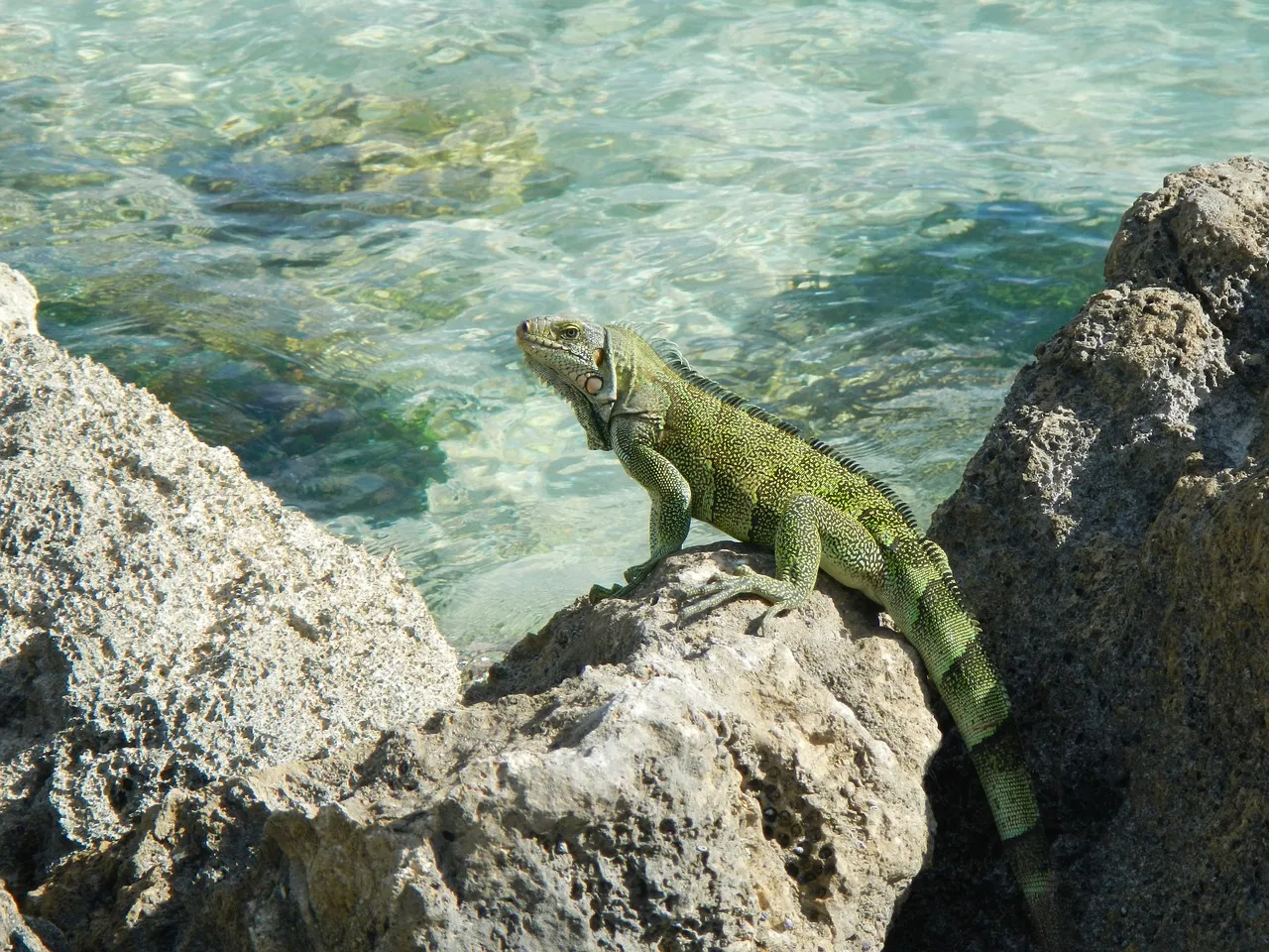 Relatie retreat: Doorbreek je relatie sleur, NU - guadeloupe pixabay  leguaan.