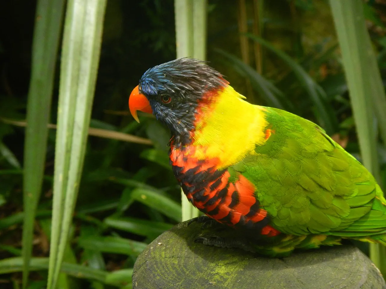 Relatie retreat: Doorbreek je relatie sleur, NU - guadeloupe pixabay  papegaai dorotheepaulus.