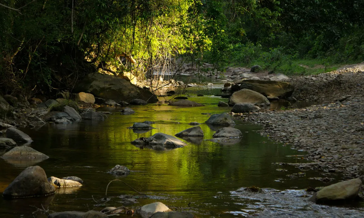 Individuele retraite: Amazone Plantdieet Bolivia - rivier 2.