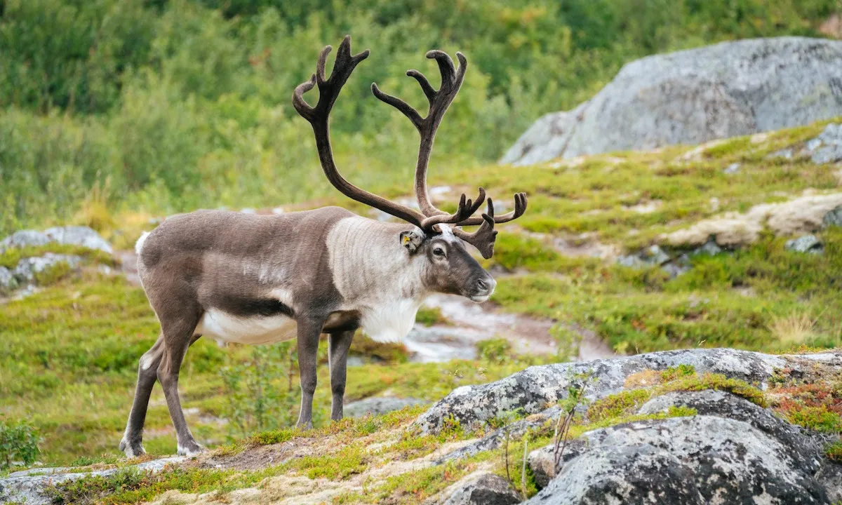 Ontdek Zweden, bekijk de rondreis