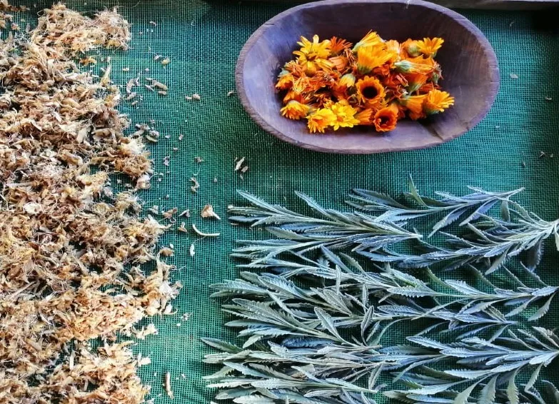 Ayahuasca-toerisme in Bolivia: spirituele transformatie