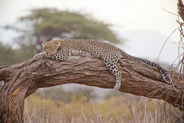 Tanzania – mindfulness in het hart van de wildernis
